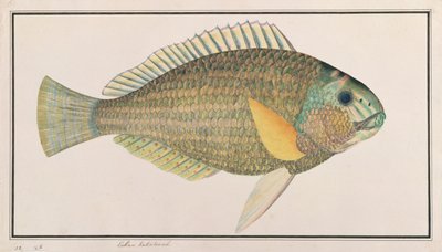 Green Wrasse, from Drawings of Fishes from Malacca, c.1805-18 by Chinese School
